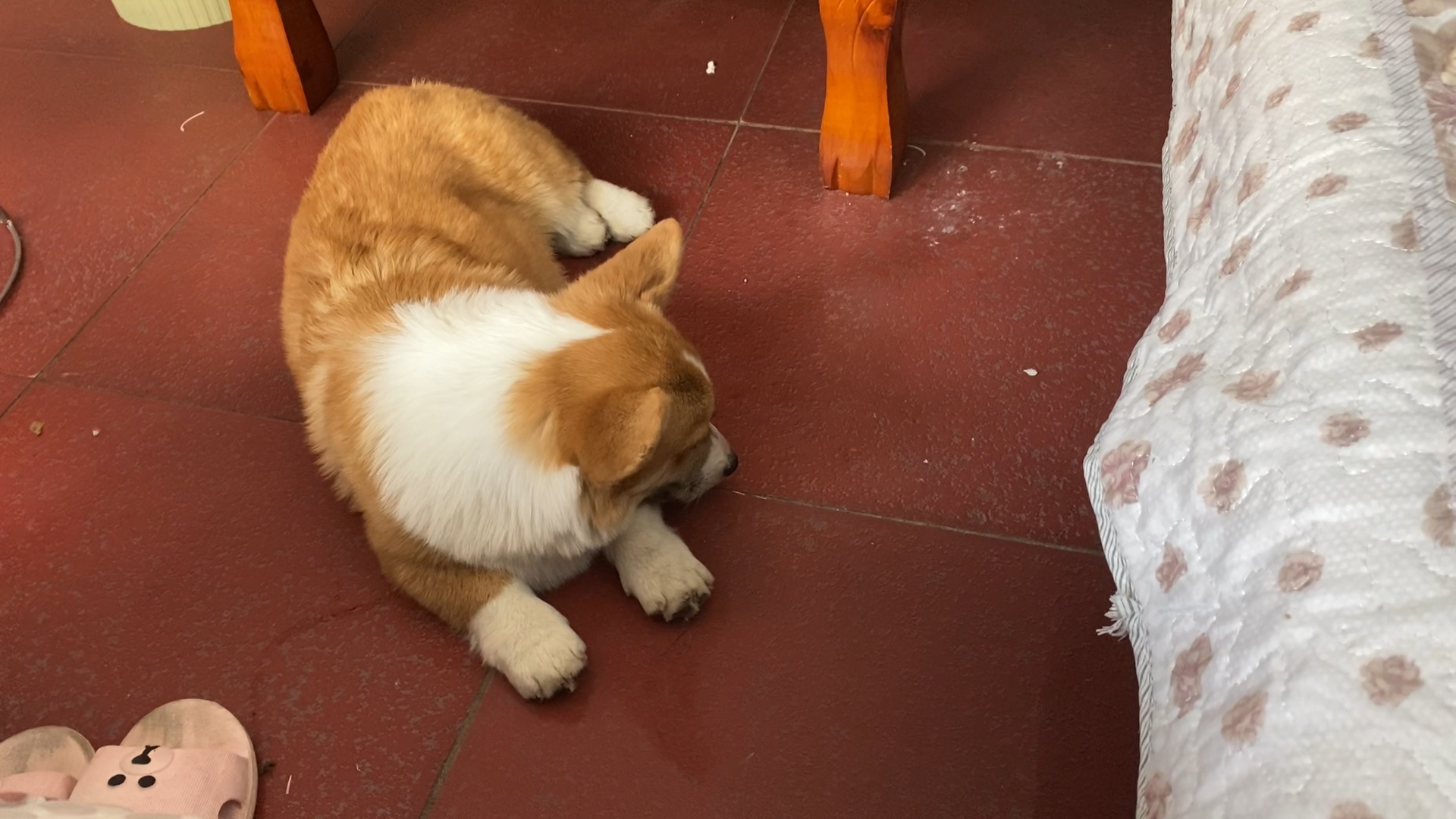 狗儿子因为乱拉乱尿被批评了结果就对狗妈