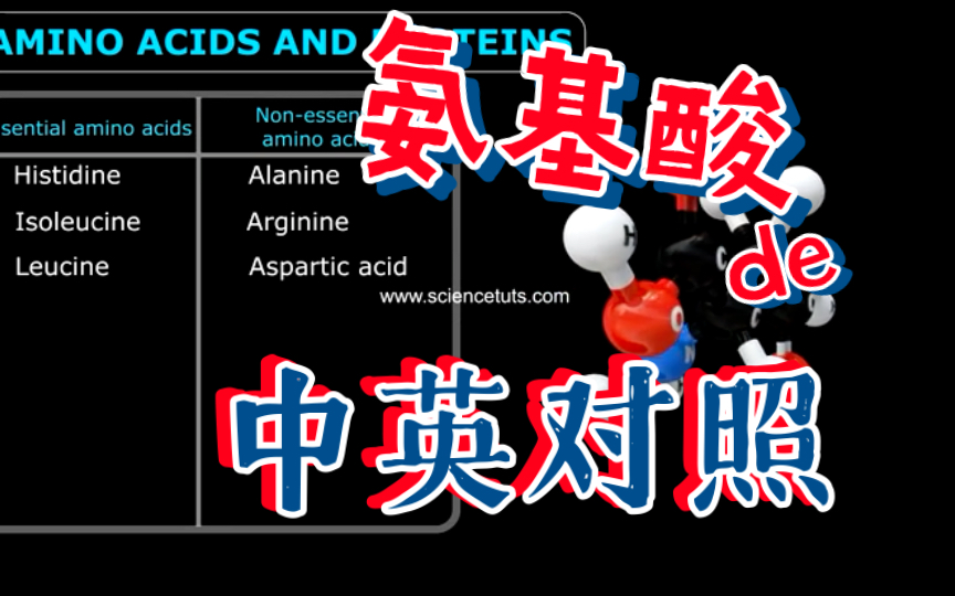 中英对照版|基本氨基酸哔哩哔哩bilibili