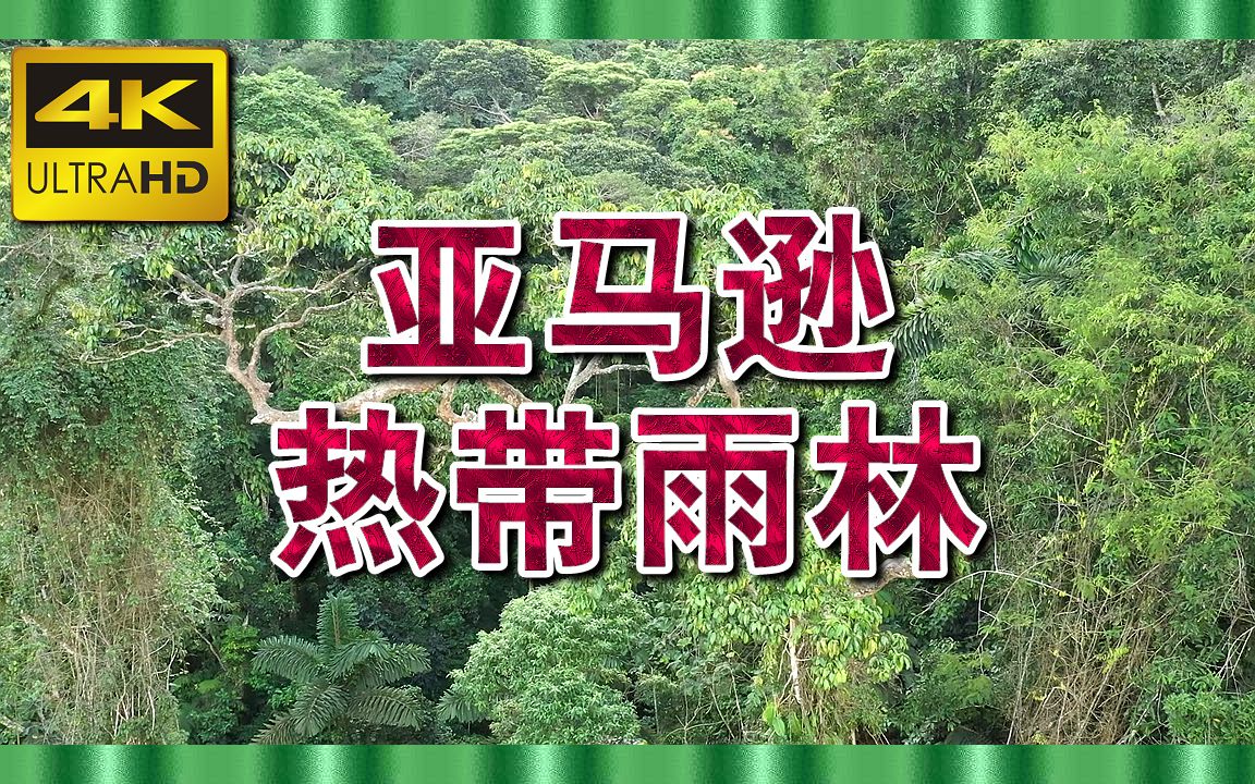 热带雨林电影简介图片