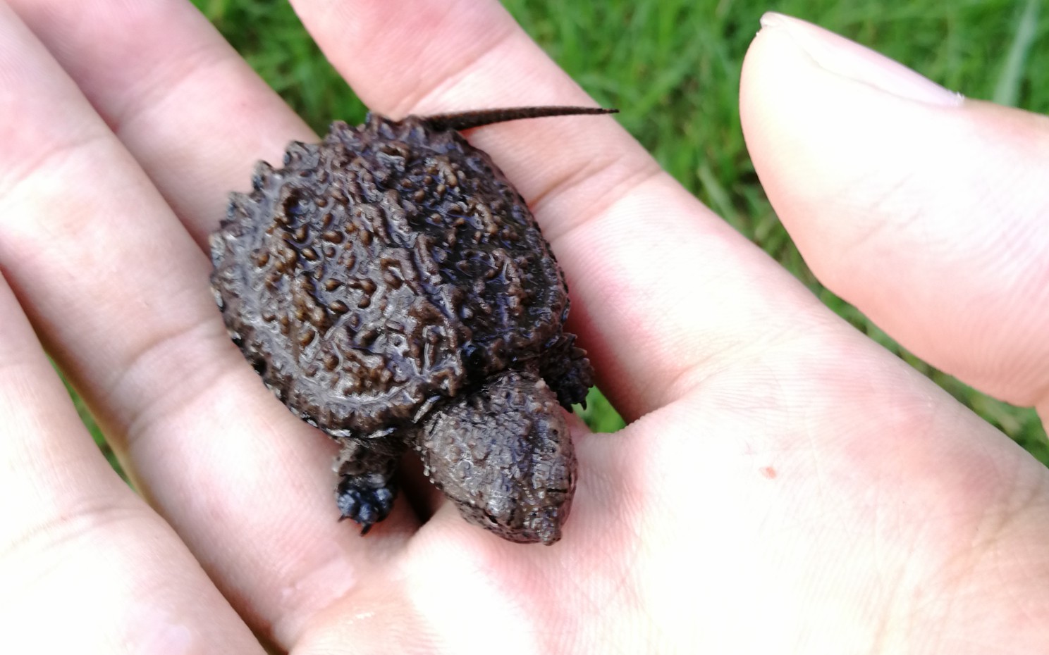 破壳两个月,小佛鳄终于有状态了