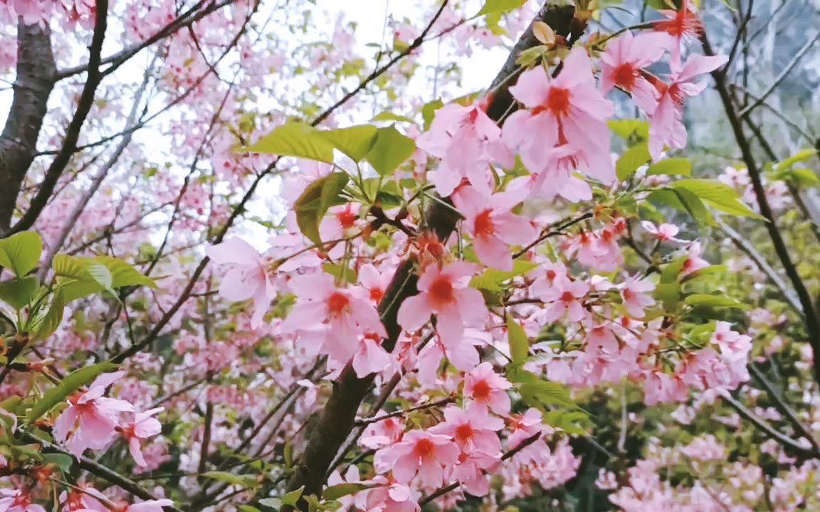 桂林南溪山公园的樱花