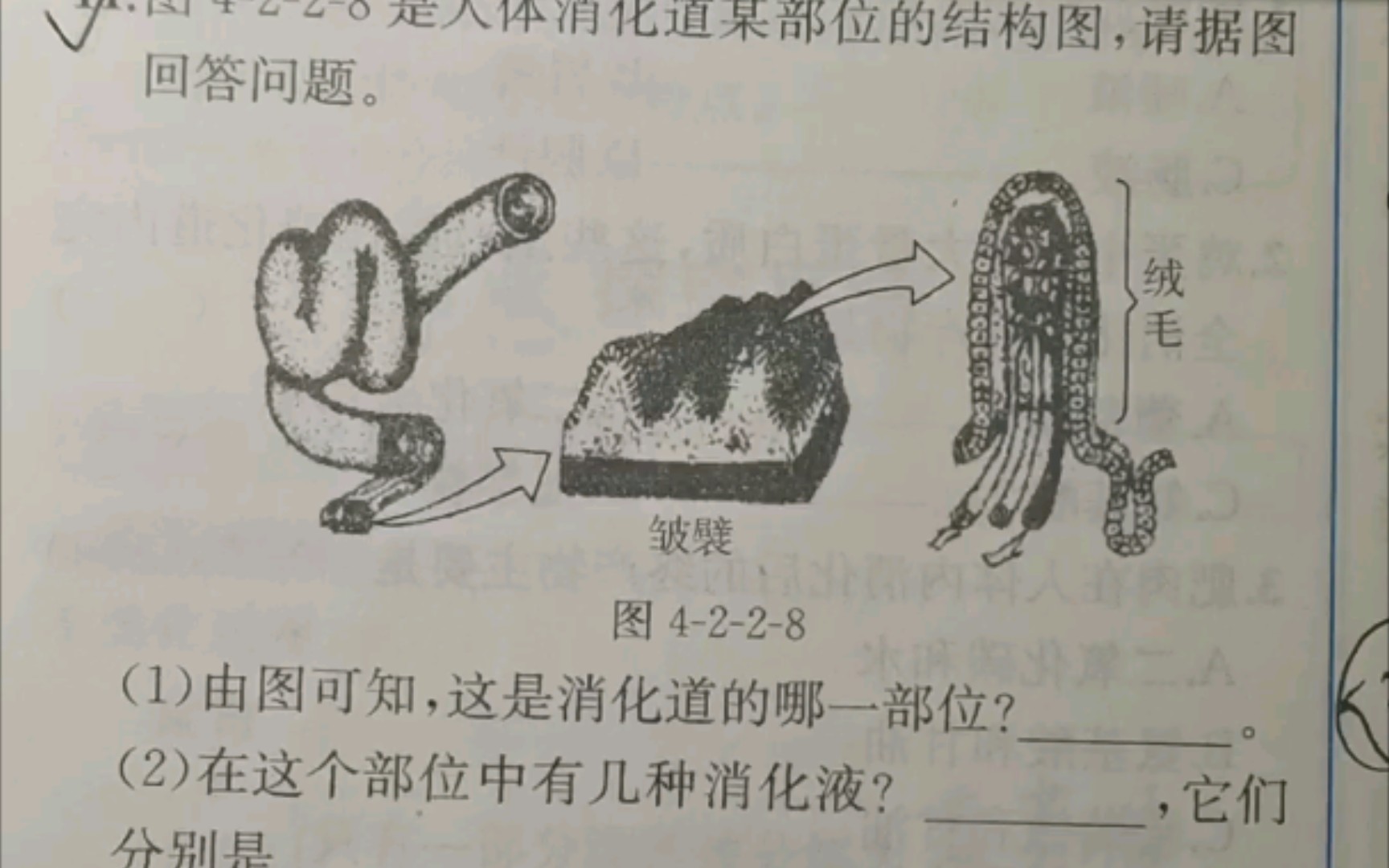 [图]小肠的吸收作用 营养物质的吸收