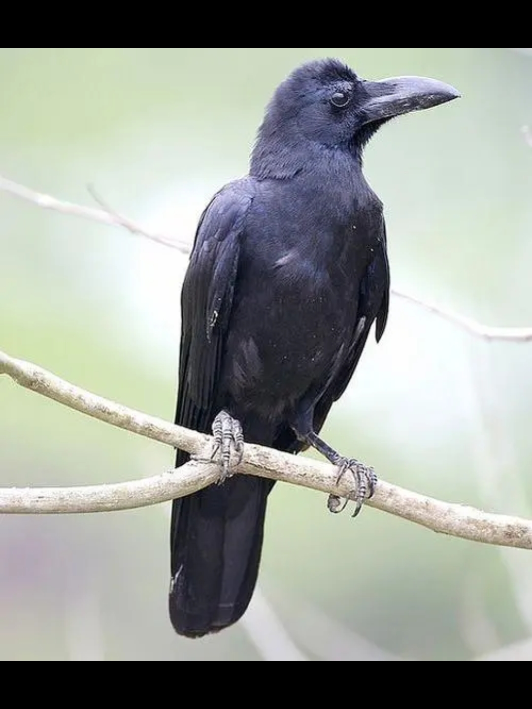 动物观察局,x8乌鸦.