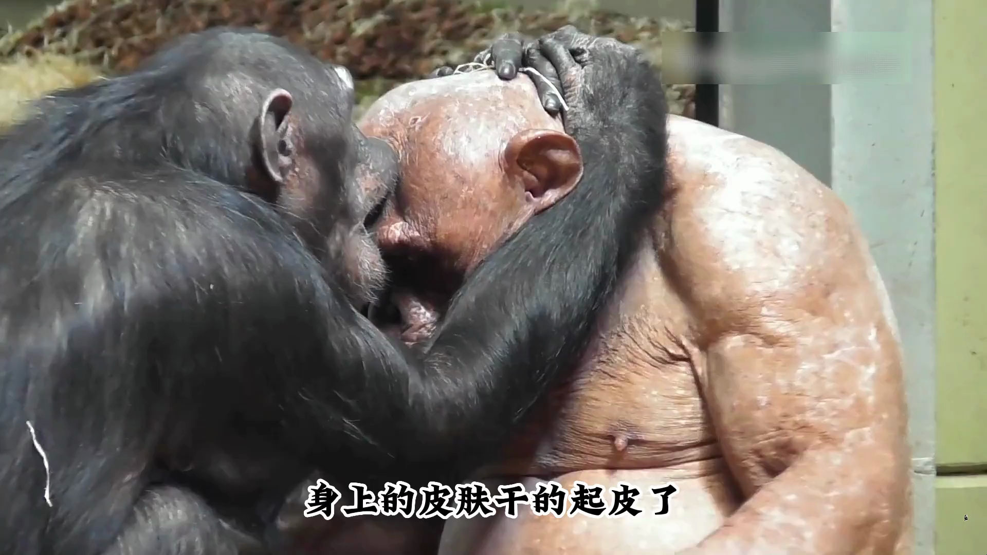 这也太没羞没臊了;关键是这公猩猩看着年龄也太大了,这不妥妥的老夫少