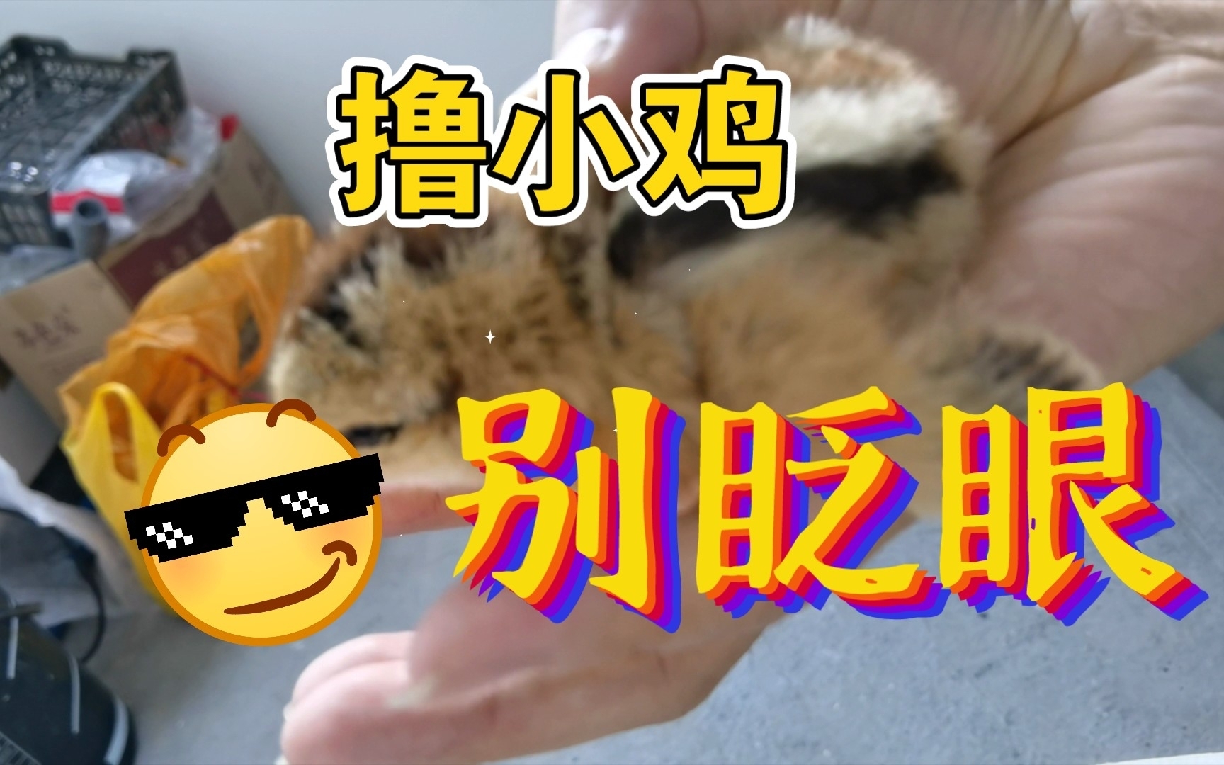 我的小孩撸小鸡