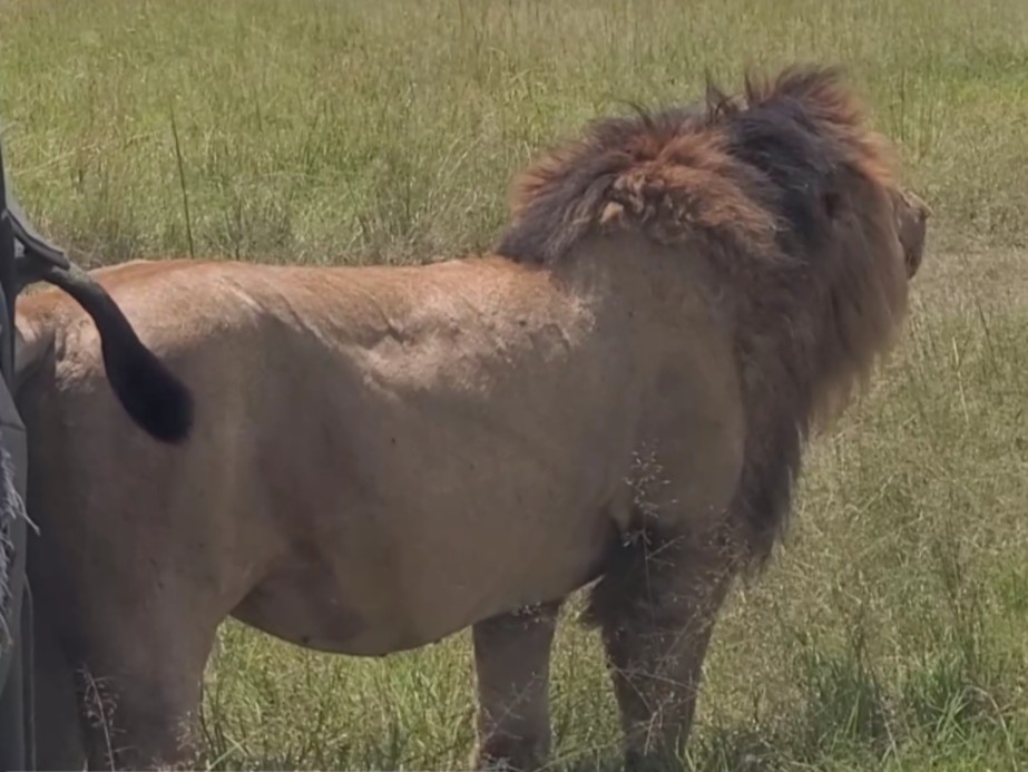 黑岩男孩三兄弟和麻吉狮群 奥胖吃成大胖子