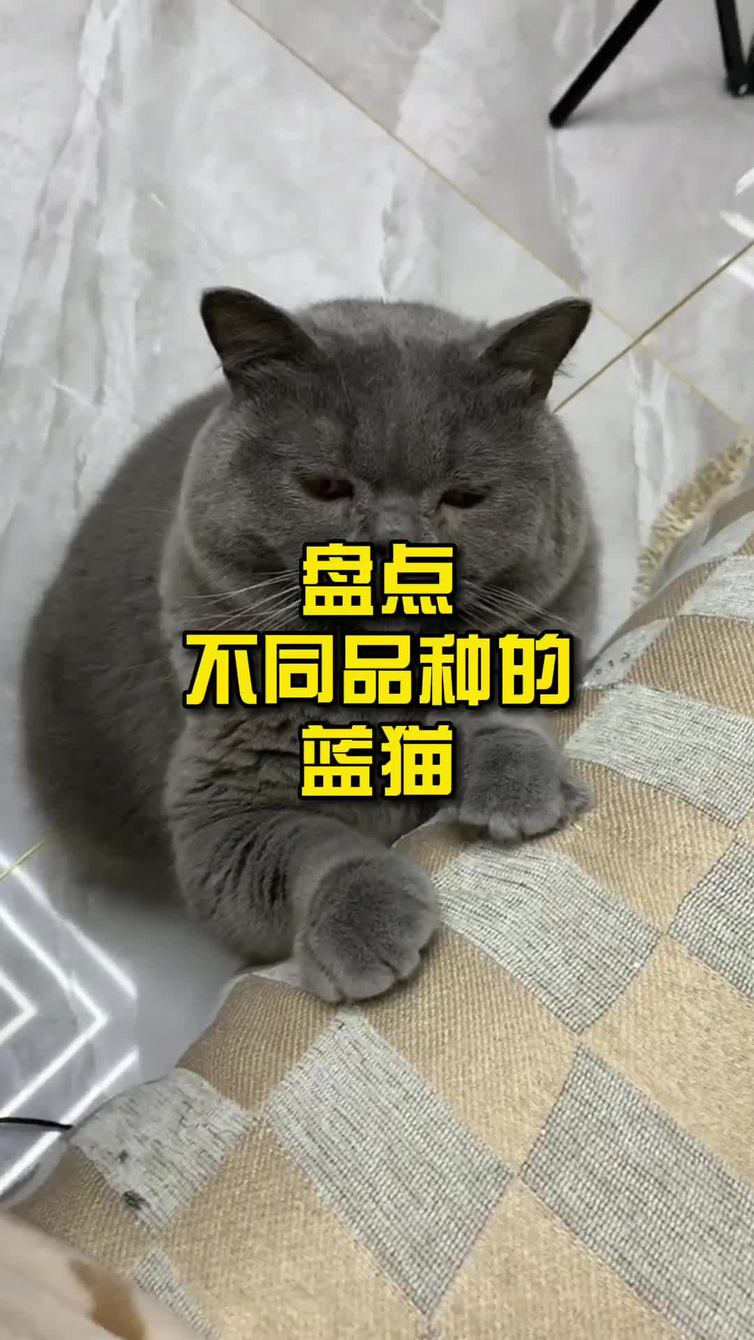 盘点不同品种的蓝猫哔哩哔哩bilibili