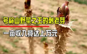 Descargar video: 一亩收入可达上万元，号称山野菜之王的“刺老芽”，究竟有何价值