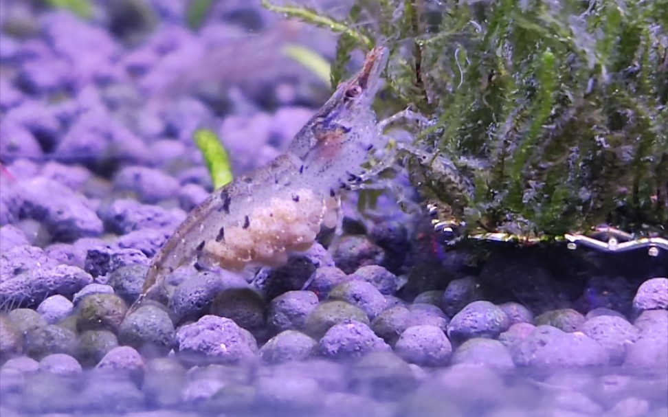 米虾怀孕第一天