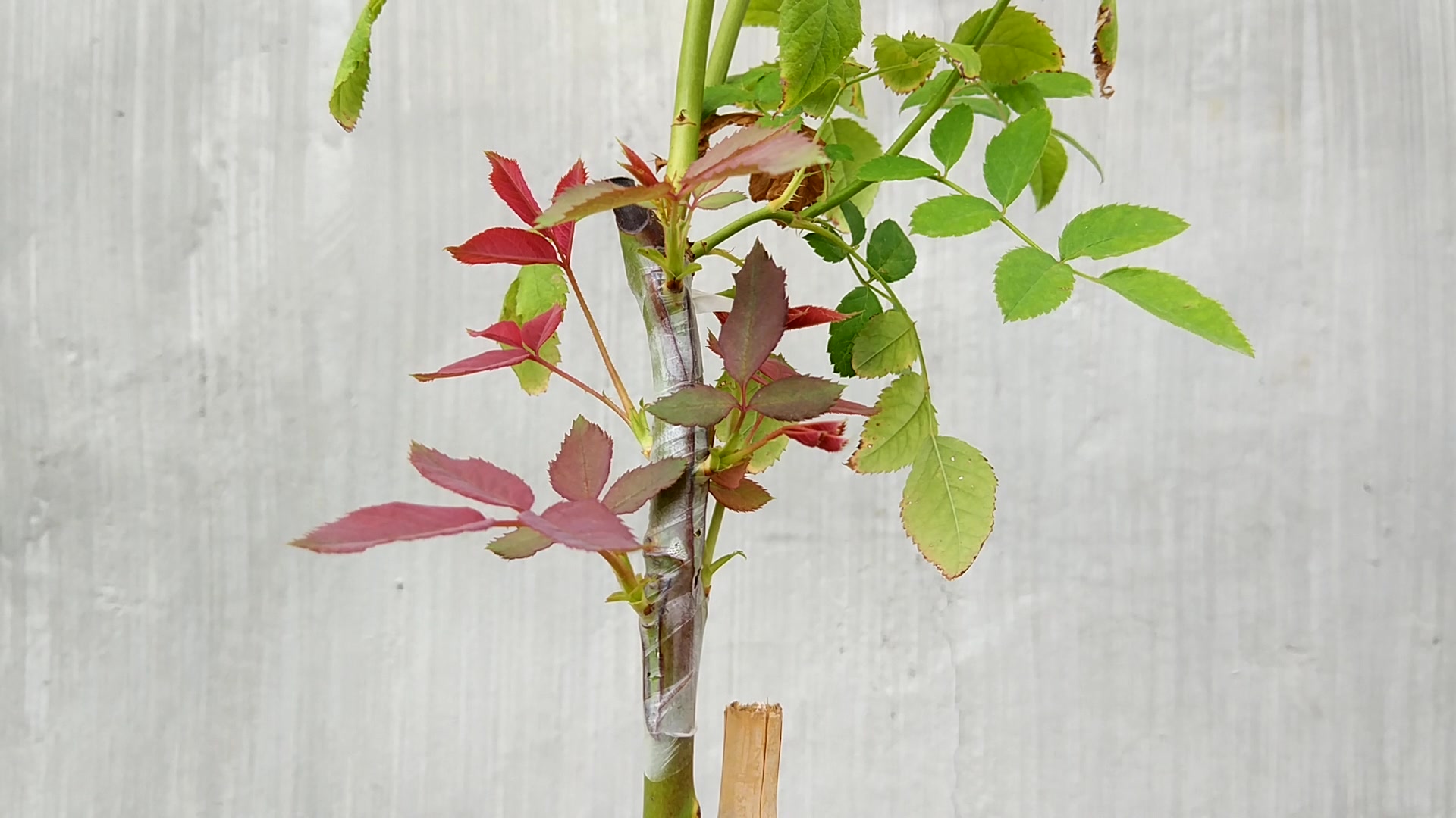 夏季三段式树月嫁接