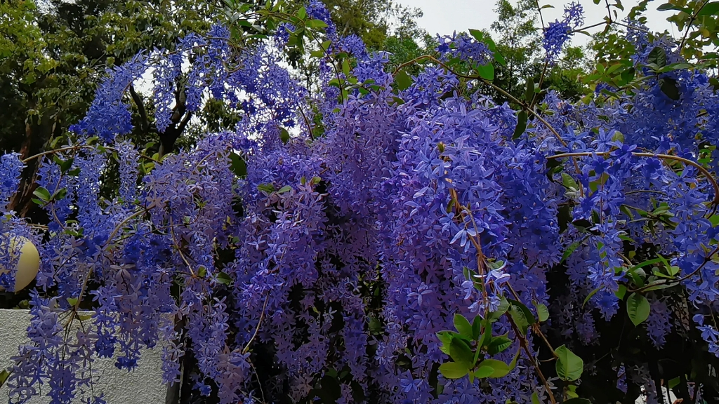 东湖公园蓝花藤花在春雨中摇曳多姿