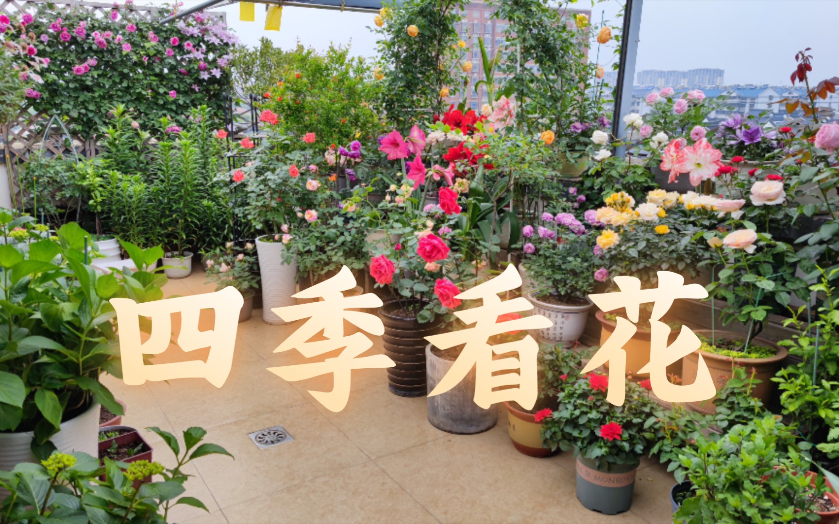 [图]小花园全年都有花，需要种哪些植物