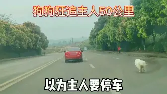 Download Video: 狗狗狂奔50公里，只为追上主人咬主人一口