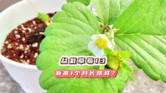 Video herunterladen: 新入手的草莓苗开箱1个月后长啥样？