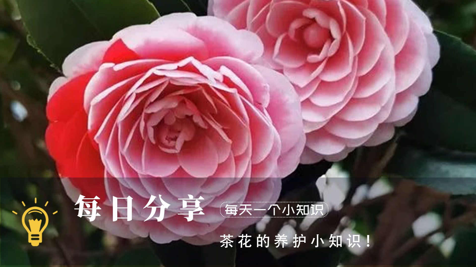 茶花的养护小知识!哔哩哔哩bilibili