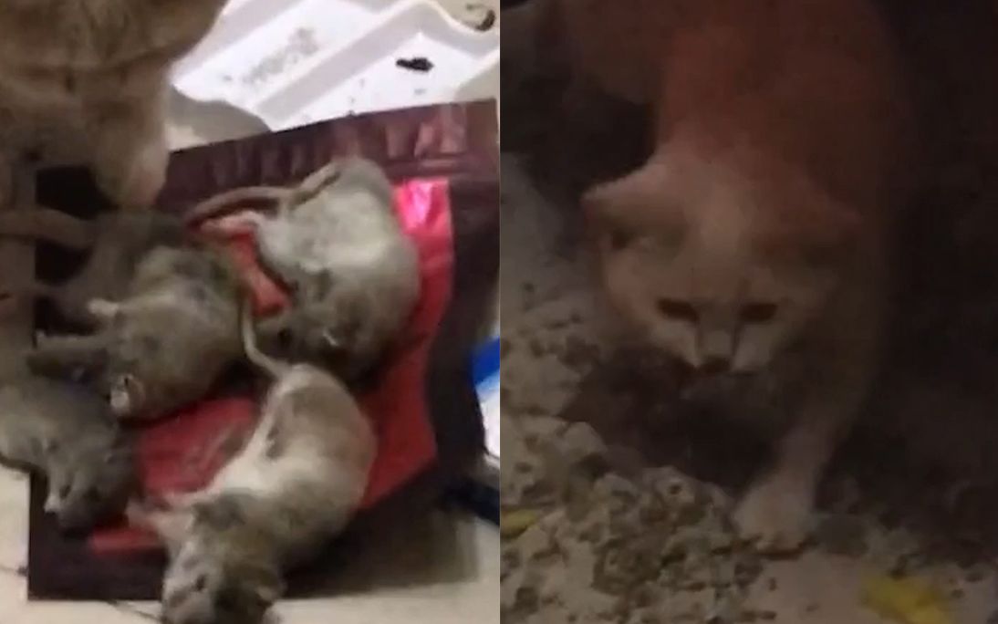 [图]懂业务！宠物猫连捉4只老鼠还整齐地摆在一起 主人：就挺震惊的