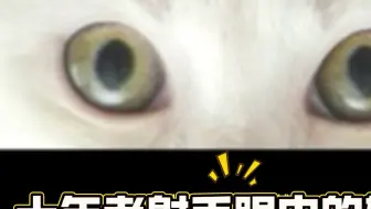 十年老射手眼中的辅助，最爱是谁