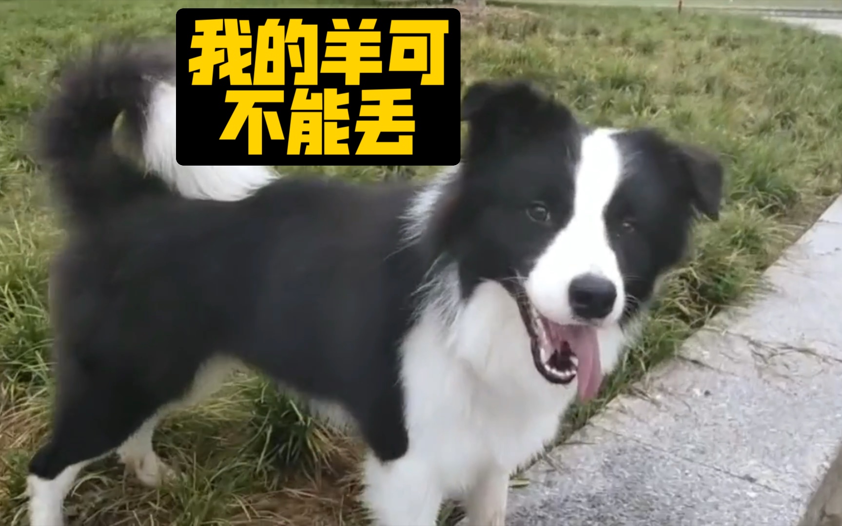 [图]边境牧人犬在线工作中