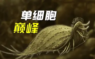 Download Video: 【鬼谷闲谈】纤毛虫：满级单细胞生物是怎样的存在