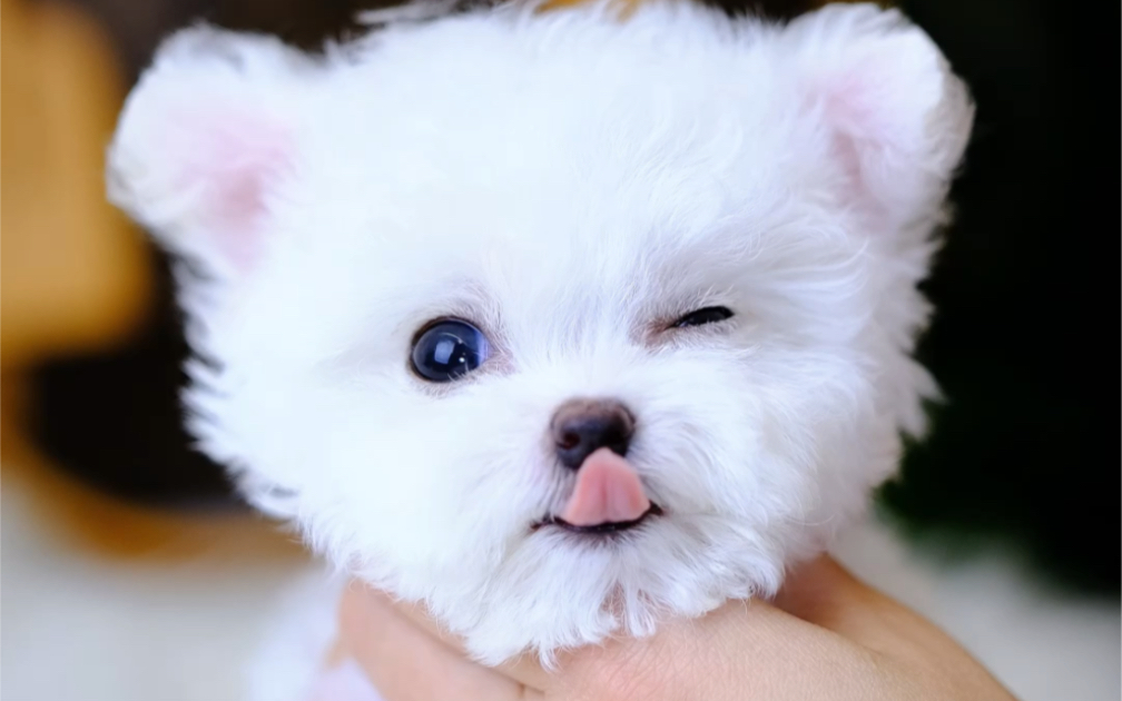 杭州家养 韩系超小体比熊#韩系比熊 #超小体比熊 #小体比熊