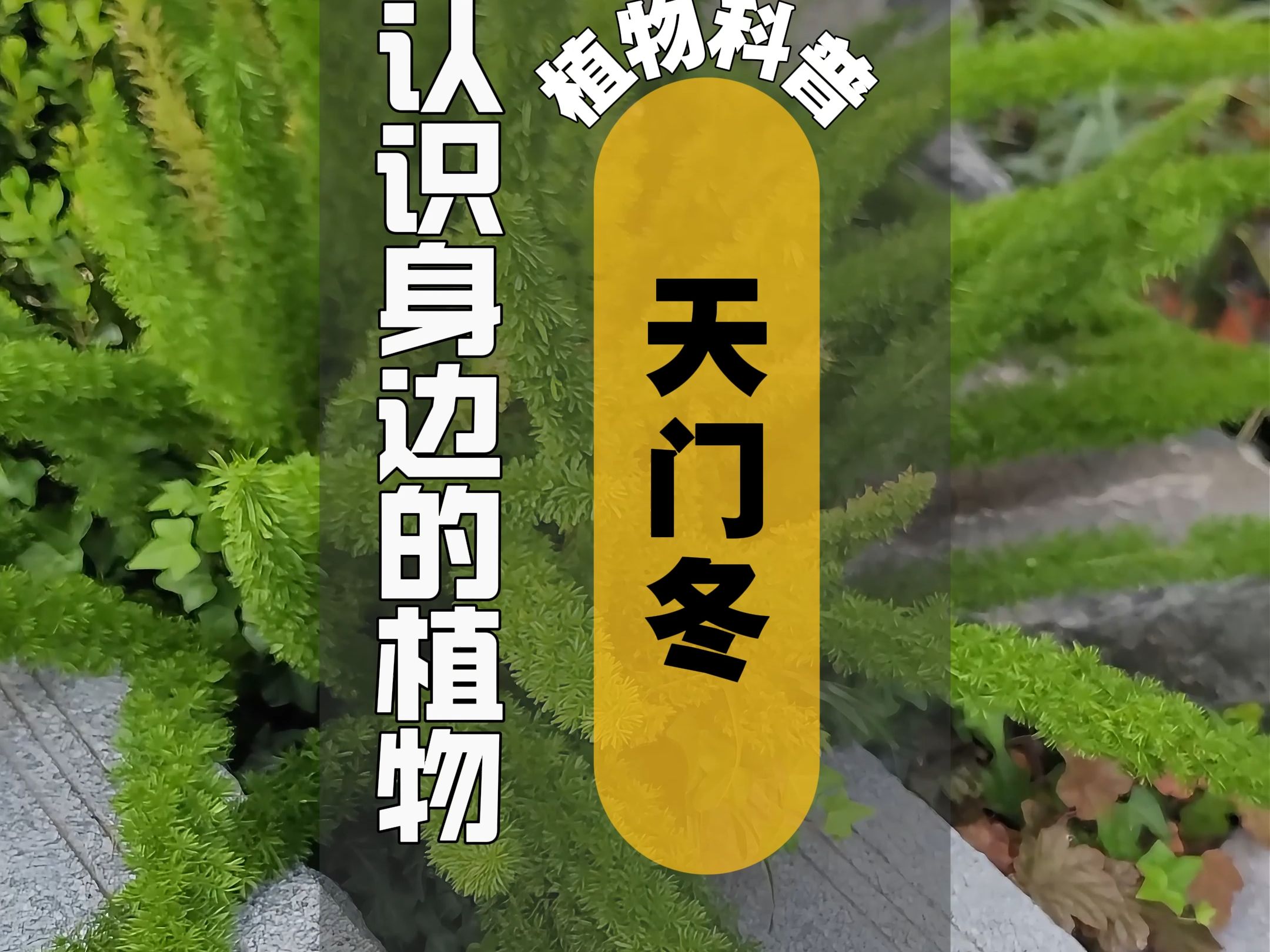 植物科普 I 天门冬哔哩哔哩bilibili