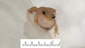 给考齐蛙的叫声加伴奏就是一首动听的小曲