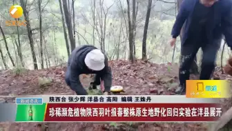珍稀濒危植物陕西羽叶报春整株原生地野化回归实验在洋县展开