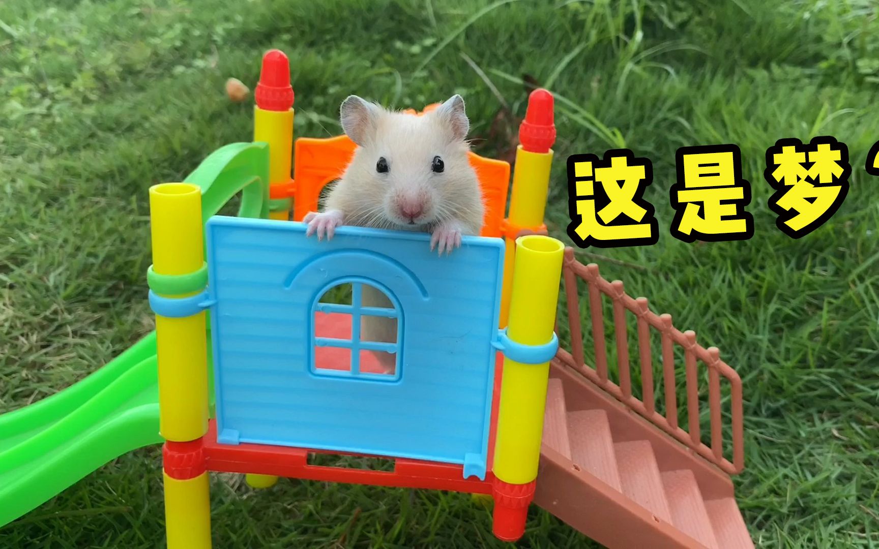 活动  小仓鼠做梦玩滑滑梯被主人打扰,生气了