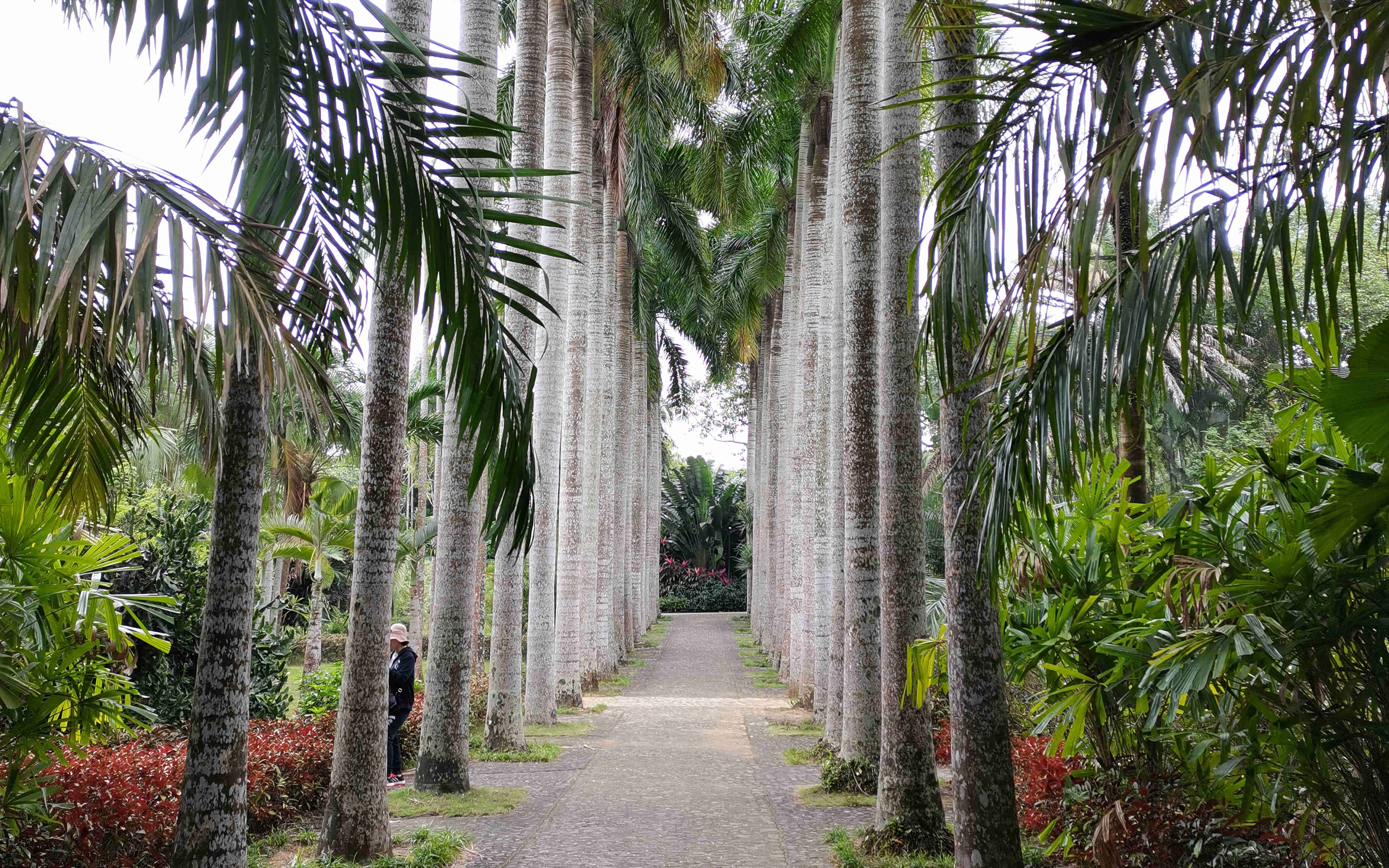 兴隆热带植物园简介图片