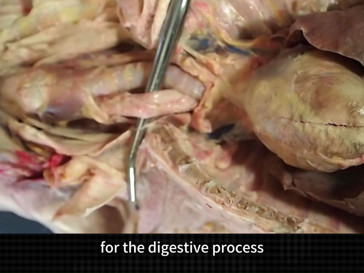 【无授权翻译/侵删】家兔解剖 Thoracic & Abdominal Organs  Rabbit Internal Organs Dissection哔哩哔哩bilibili