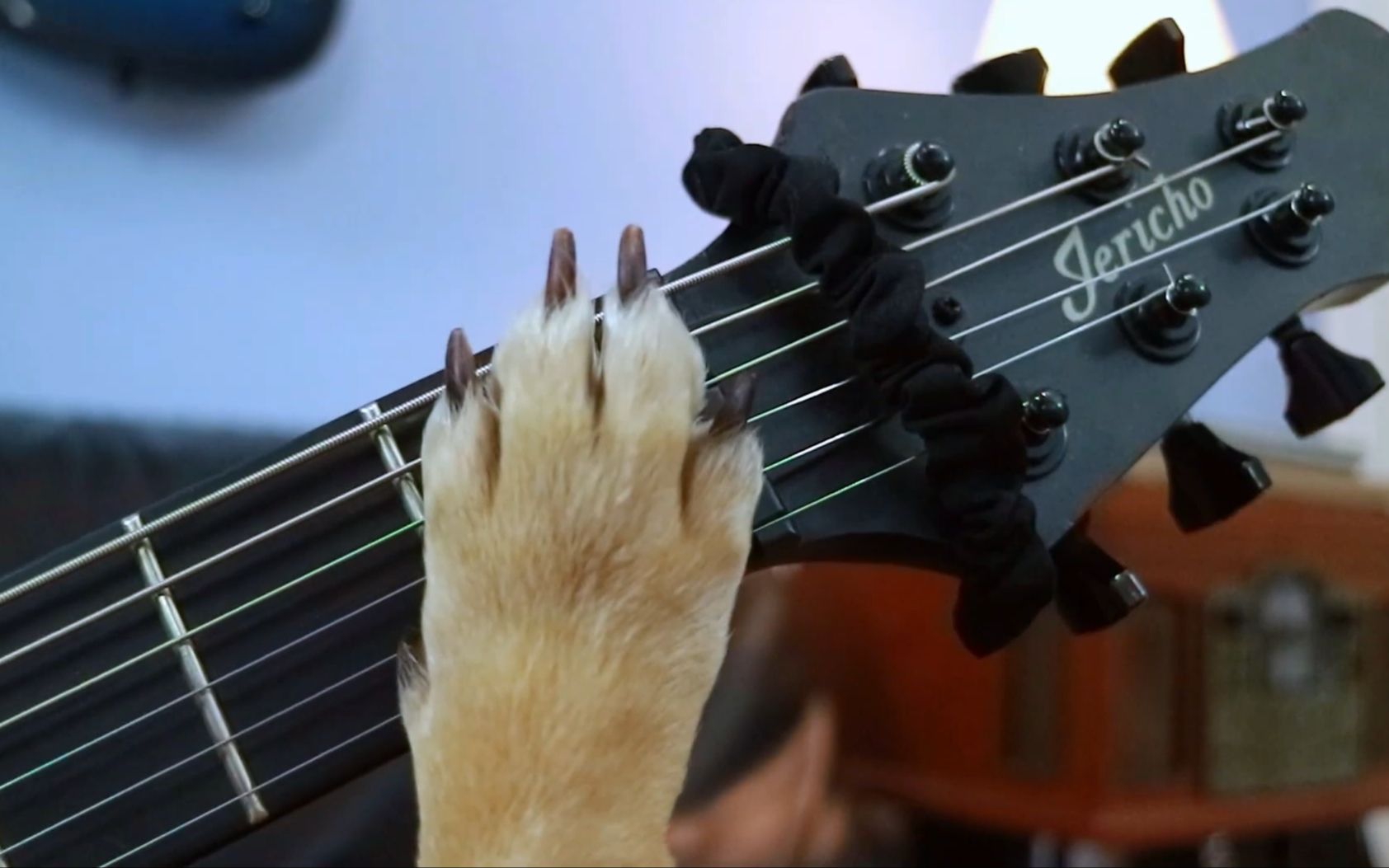 [图]【恶掏字幕组】让狗狗教你弹吉他吧！ How to play guitar like a dog