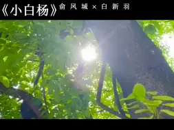 【小白杨】再听一遍青花瓷，致我们的初相识