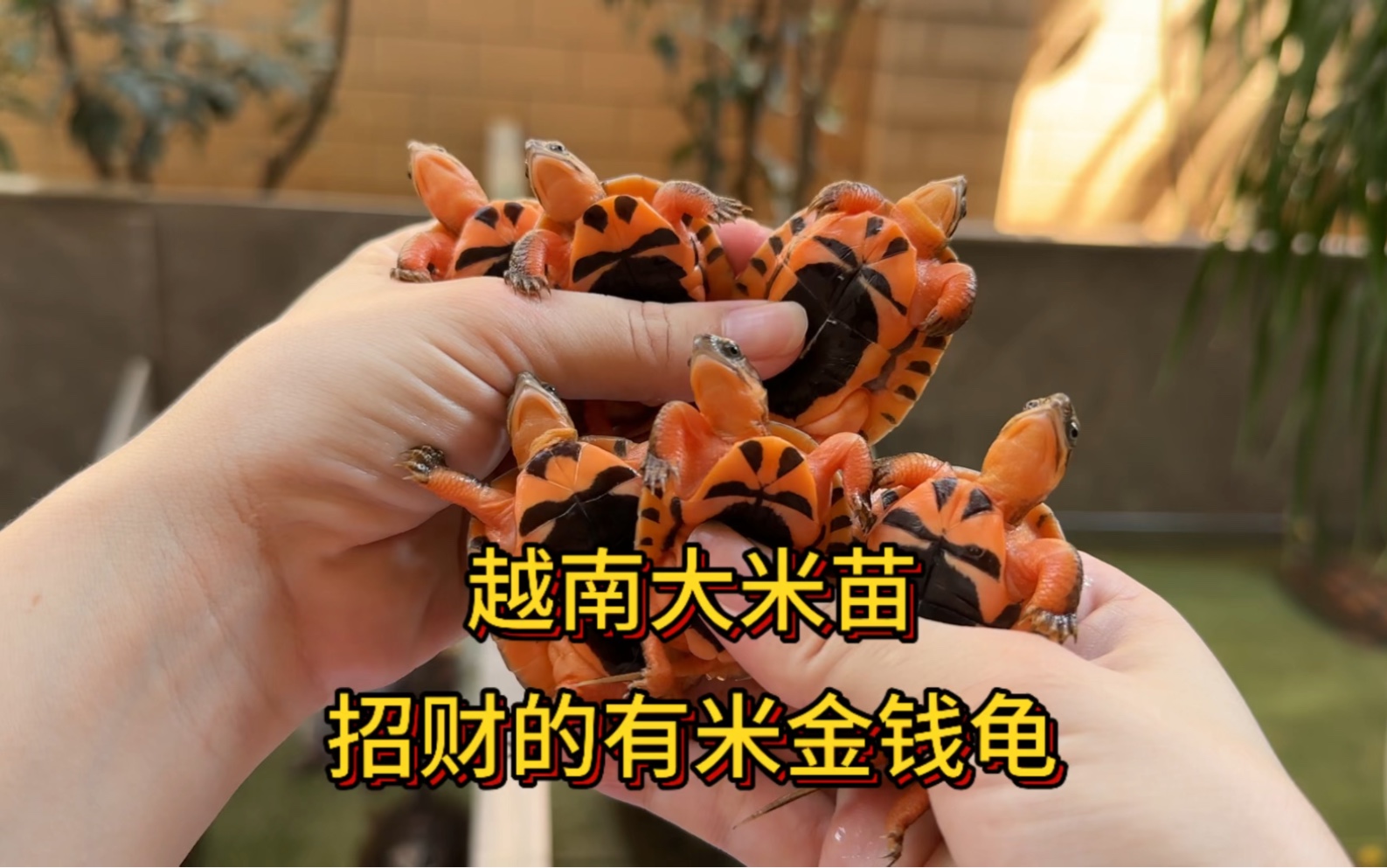 越南大米金钱龟苗,招财的有米金钱龟你养了吗?