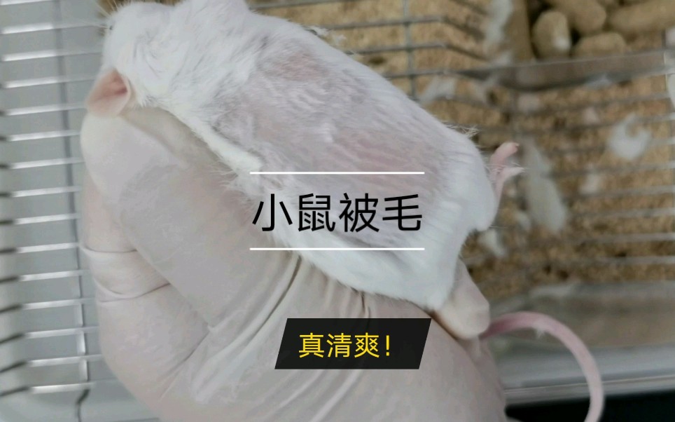 活动作品小鼠被毛今天给小白当回托尼老师
