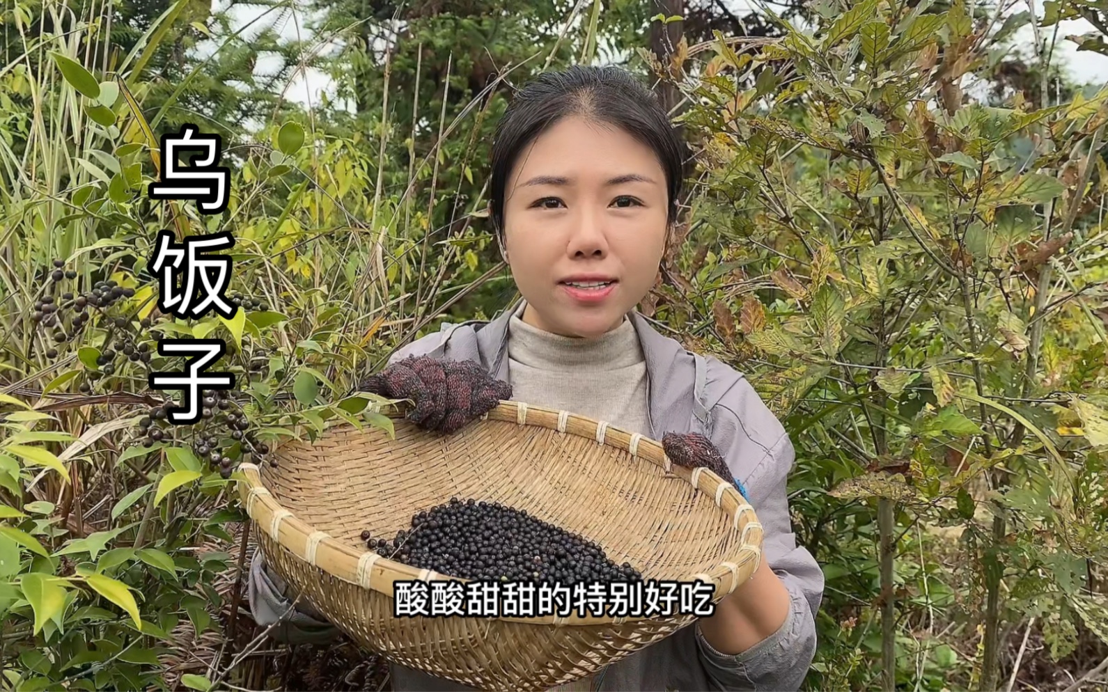 已经下霜,童年野果乌饭子已经成熟,果实甜味,你们家乡有吗?哔哩哔哩bilibili