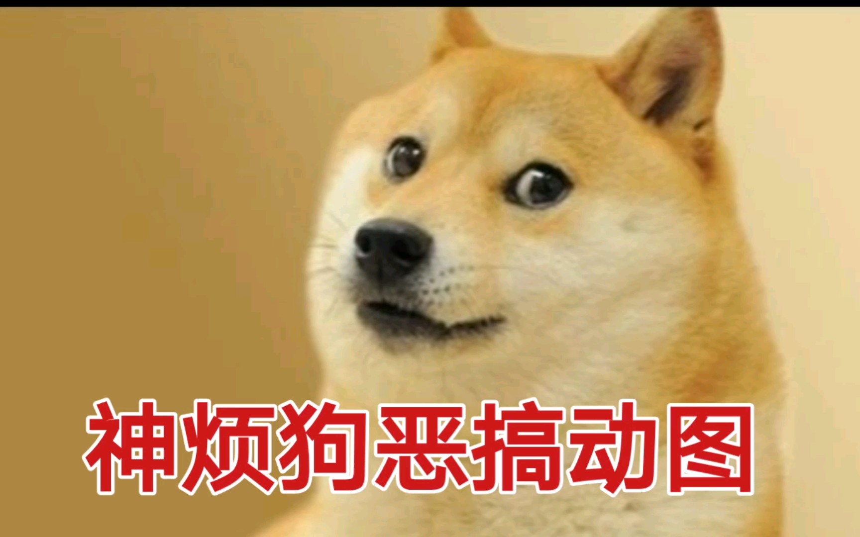 当神烦狗动图带上魔性配乐哔哩哔哩bilibili