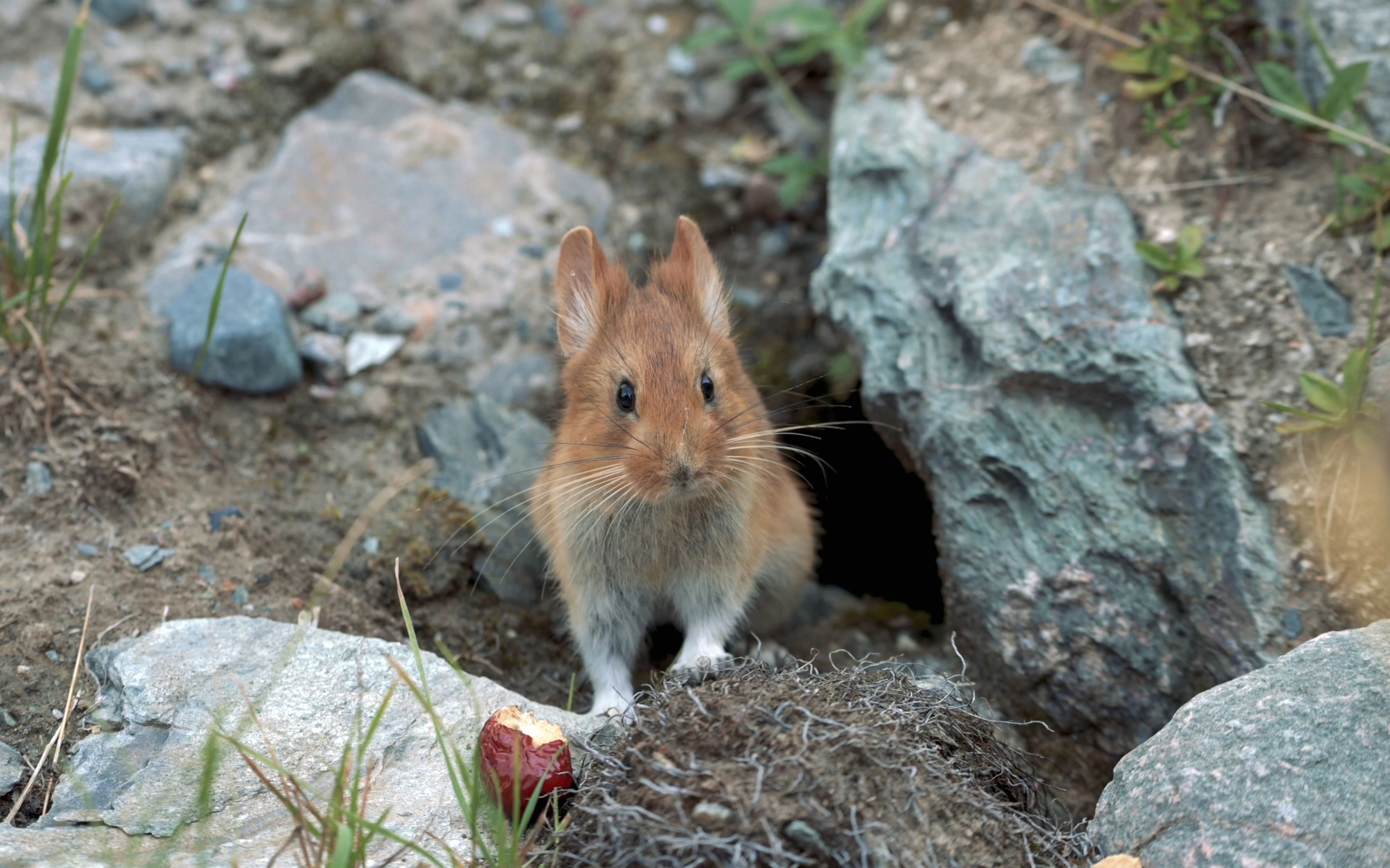 【无声】切几个拍的红耳鼠兔的片_哔哩哔哩_bilibili