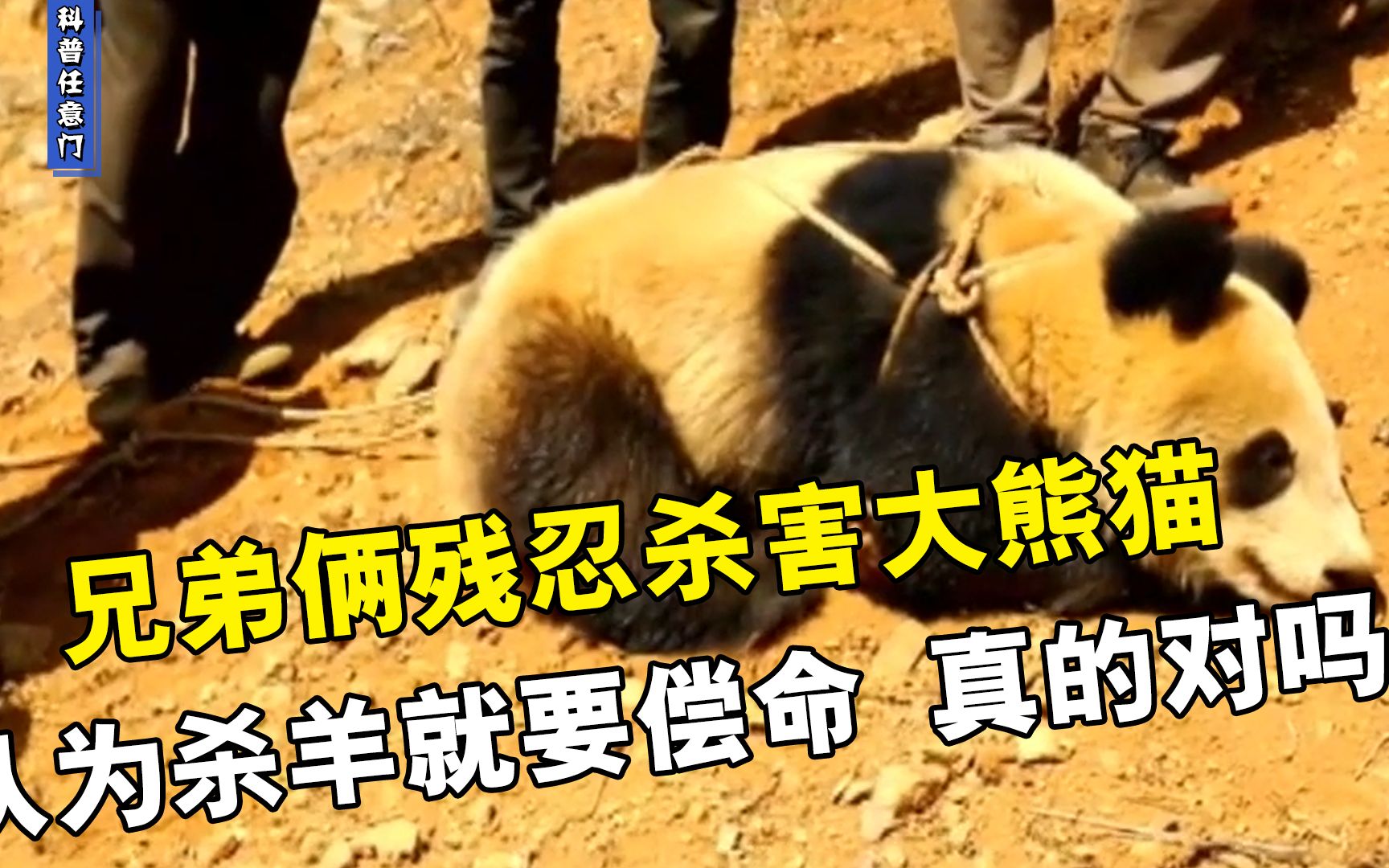 熊猫肉 屠宰图片