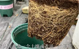 你网购月季长势慢吗？分享我实践过得方法，一个月长2根笋