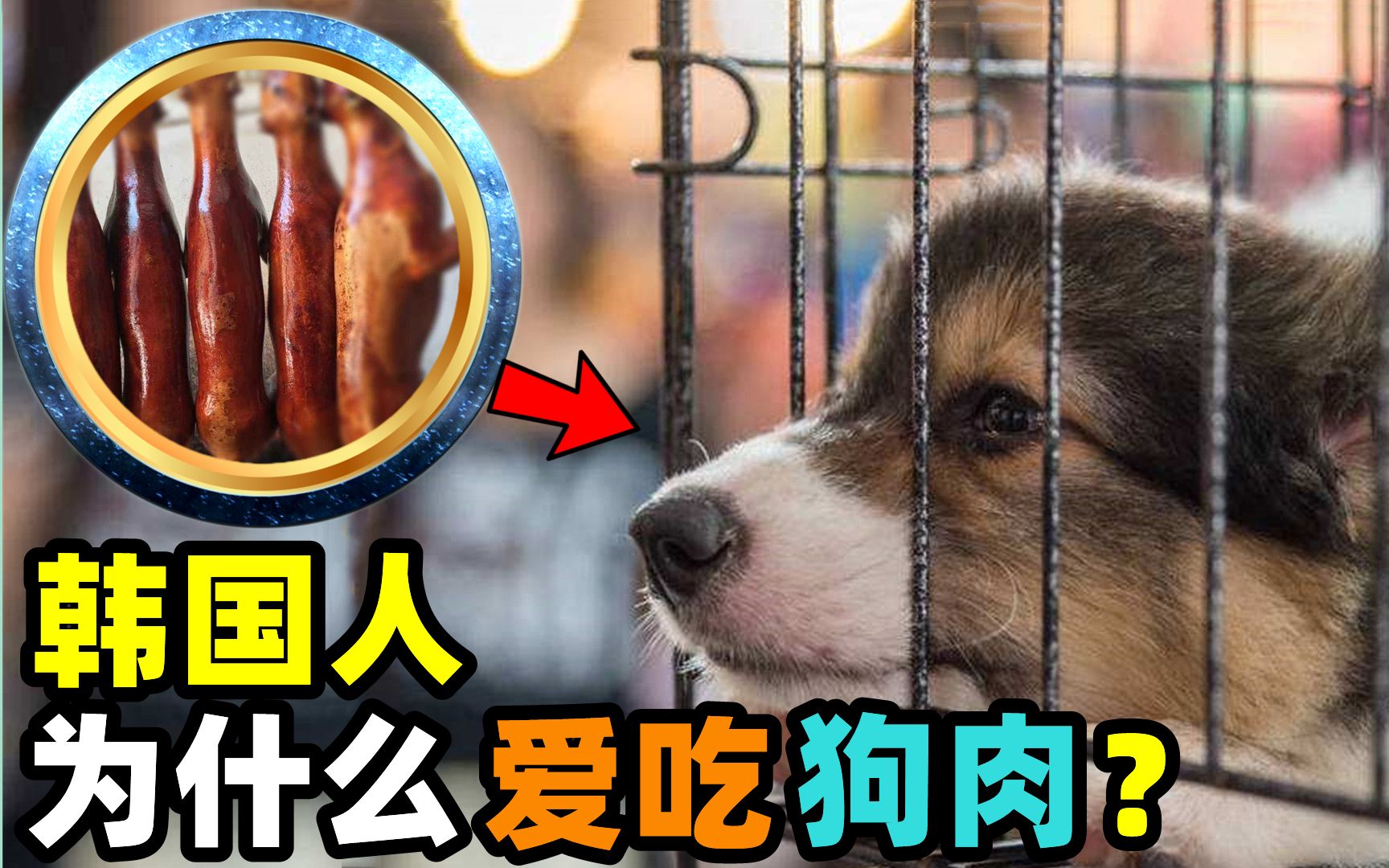 为什么韩国人爱吃"狗肉"?每年要吃掉200万只狗!爱狗人士呢?