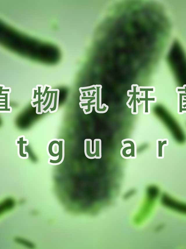 植物乳杆菌smaratguard有什么作用?2/3