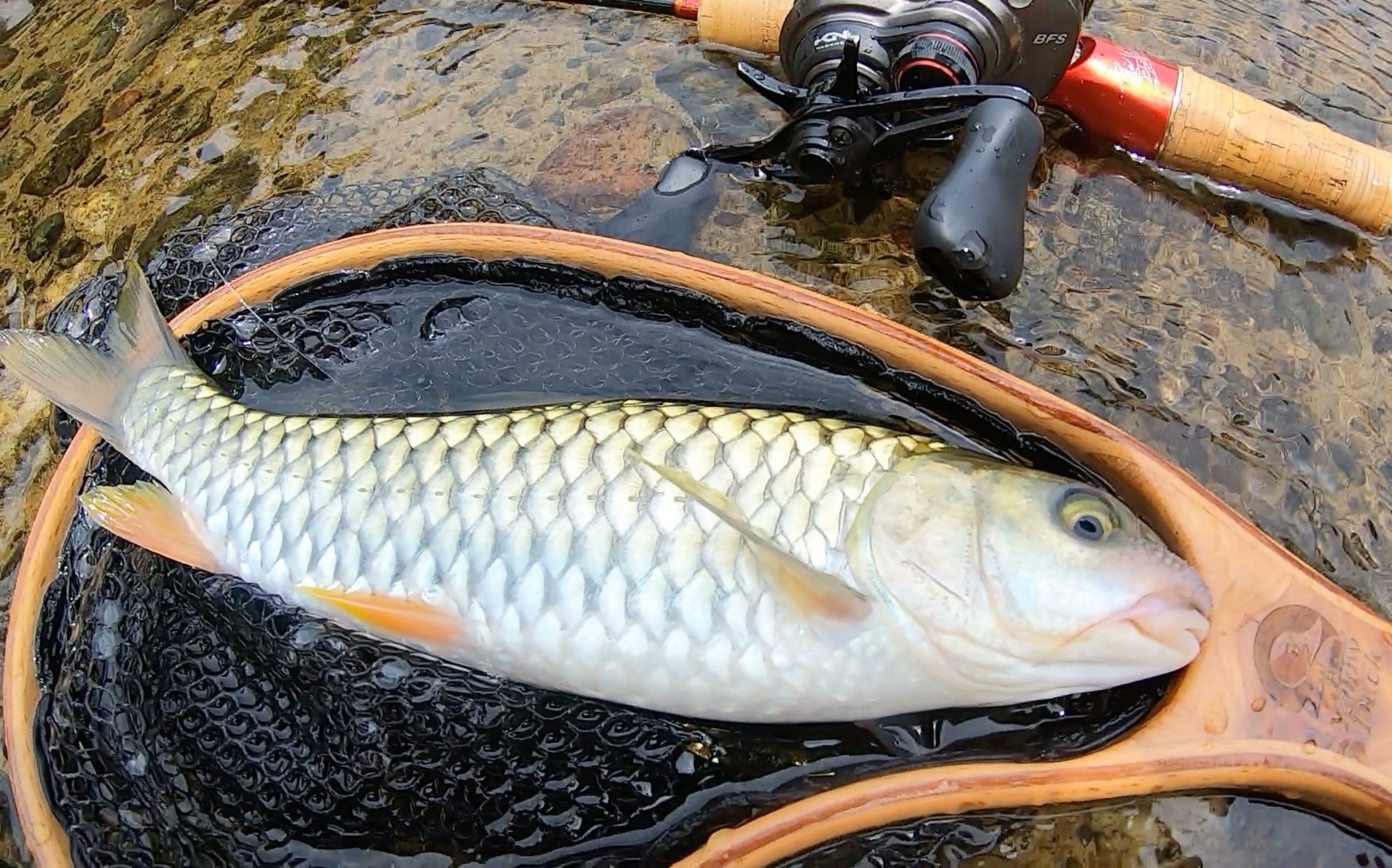 空军佬不讲武德,专锤小军鱼