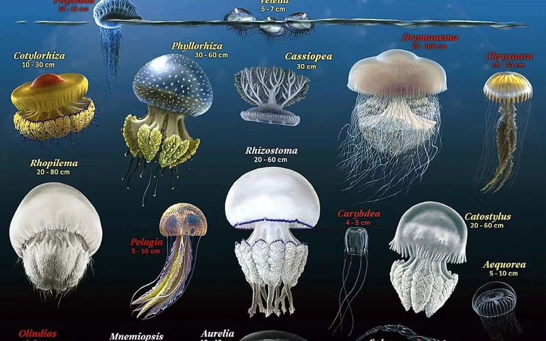 水母分类图鉴图片
