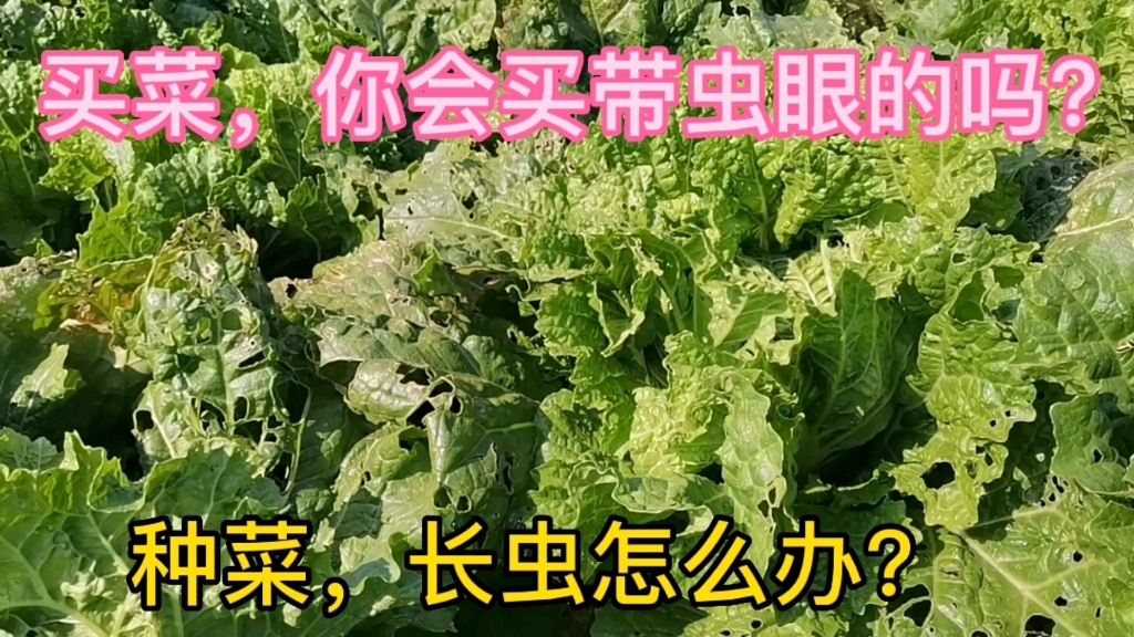 種菜,青菜長蟲子怎麼辦?