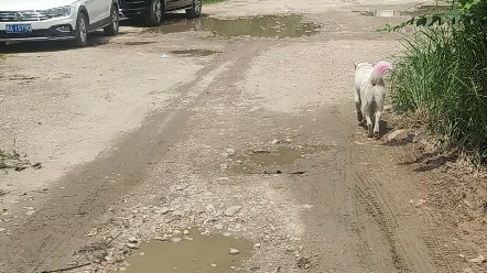 (中华田园犬八筒) 爱干净的小修狗哔哩哔哩bilibili