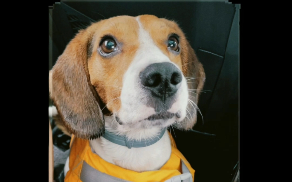 比格犬卢旺达疲惫的周二需要一点doggypower