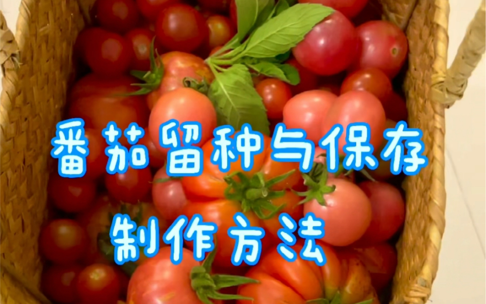 今天和大家分享一下,番茄的留种与保存制作方法,明年可以继续种对版本的番茄咯哔哩哔哩bilibili