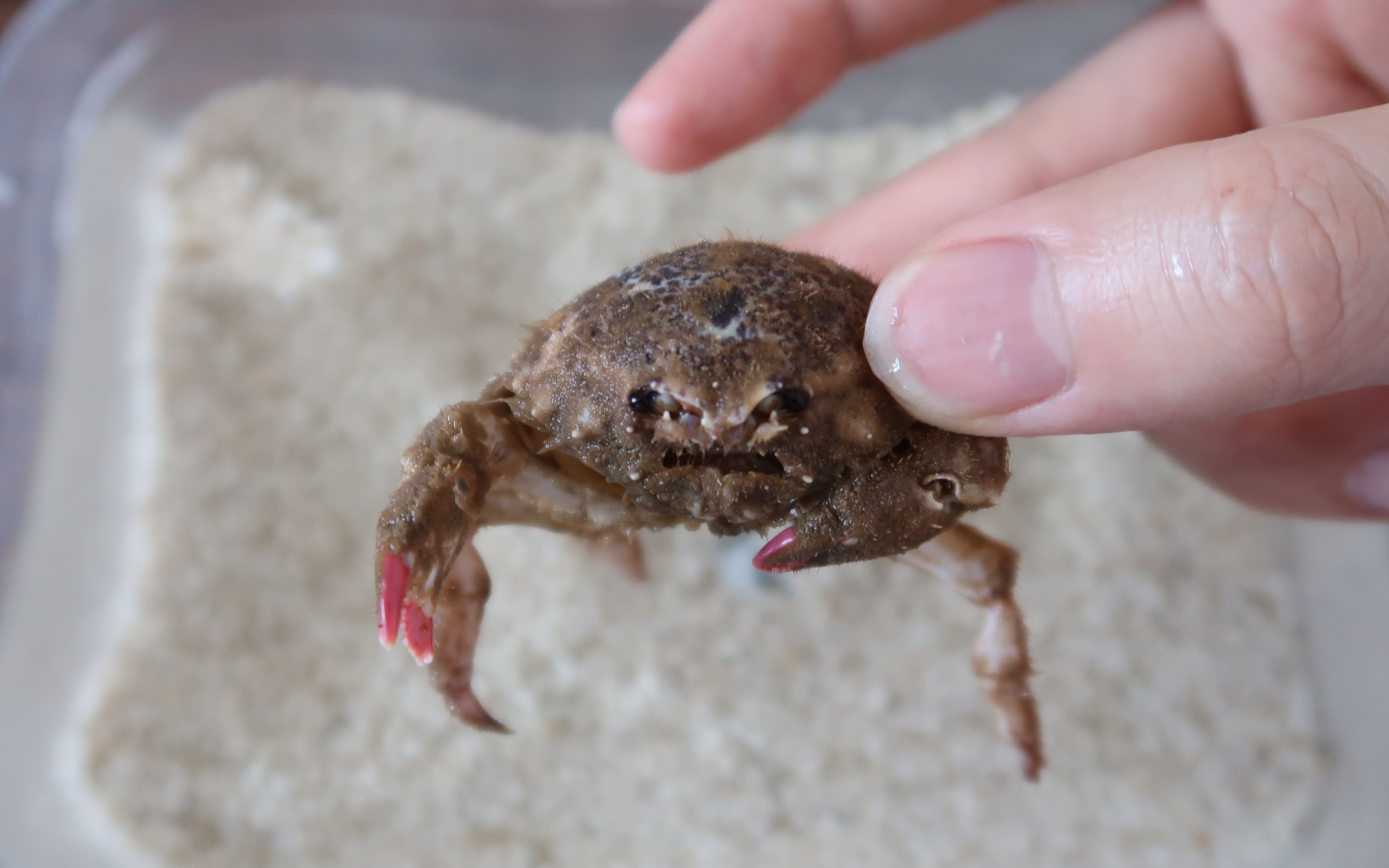 活动作品海洋生物开箱德汉劳棉蟹