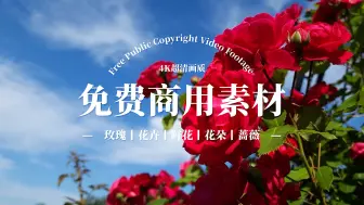 Download Video: 玫瑰 鲜花 蔷薇 花卉 植物 免费商用4K超清视频素材【合集】