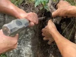 Tải video: 上山采痔疮草发现一颗小叶鼠李，带回家盆起来